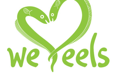 We Love Eels