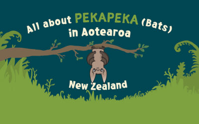 Pekapeka in Aotearoa New Zealand
